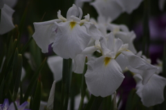 花菖蒲　4