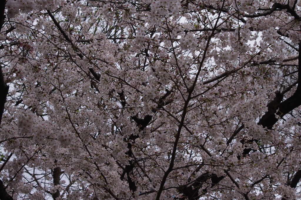 桜　2