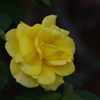 薔薇　1