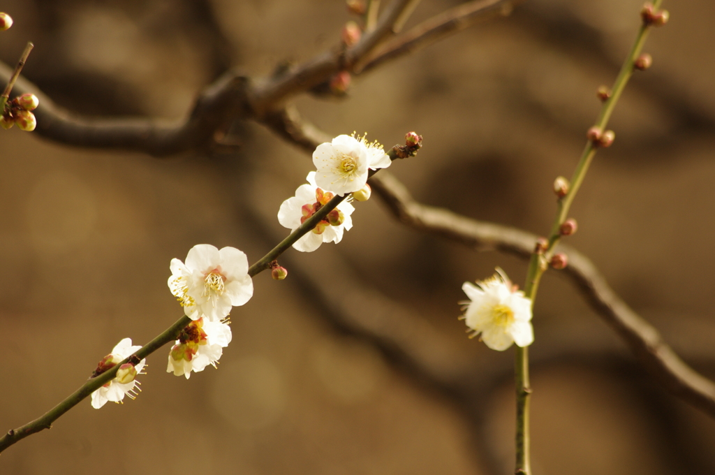 白梅　旧浜離宮庭園　２月