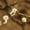 白梅　旧浜離宮庭園　２月