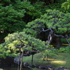 池の松