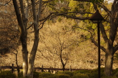 冬の景色　日比谷公園　２月