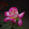 薔薇　1