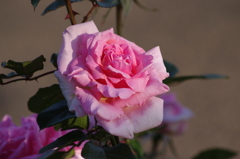 薔薇　4　芝浦中央公園　5月初め