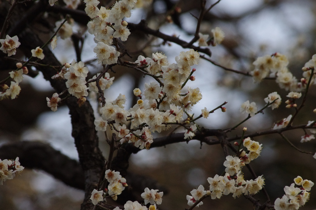 梅　日比谷公園