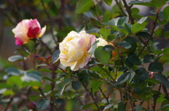薔薇　4