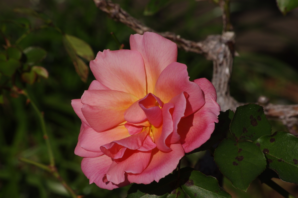 薔薇　1