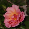 薔薇　1