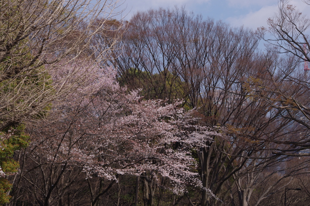 桜　5