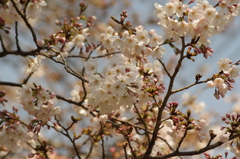 桜　大崎