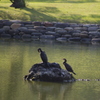 カワウたち