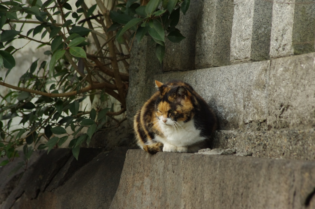 猫　芝公園　１月