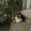 猫　芝公園　１月