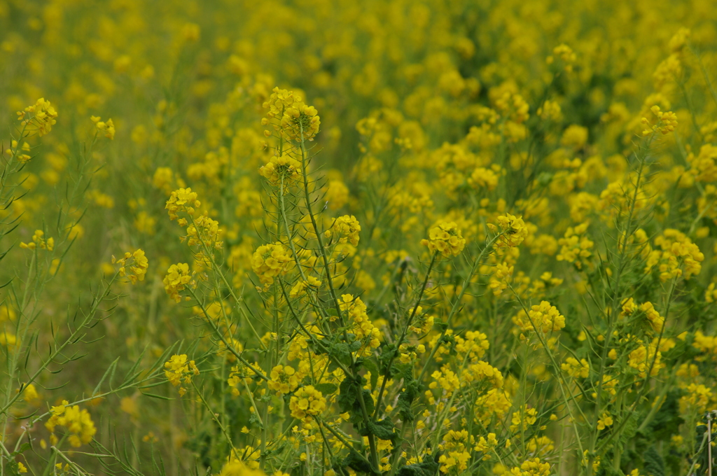 菜の花　1