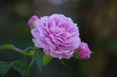 薔薇　4　港が見える丘公園　１０月