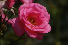 薔薇　18