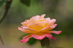 薔薇　3　日比谷公園　１０月下旬