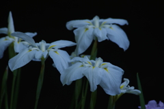 花菖蒲　1