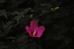 芙蓉　旧浜離宮庭園　９月