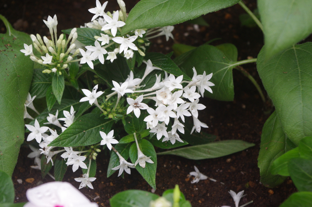 亀塚公園　７月　花壇　2