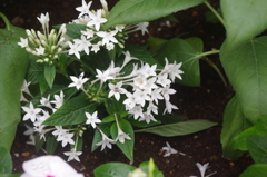 亀塚公園　７月　花壇　2