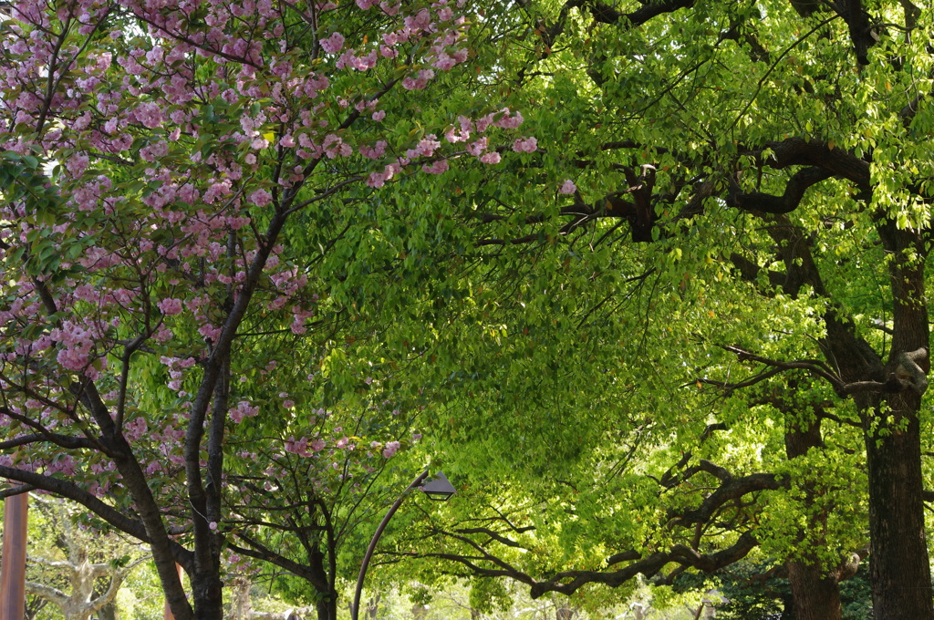 八重桜と新緑と