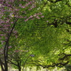 八重桜と新緑と