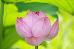 蓮　1