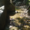 涼を呼ぶ流れ　江戸川公園　８月