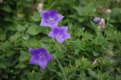 芝公園　花壇　3　８月