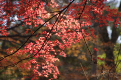 紅葉　2　六義園
