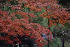 紅葉　2