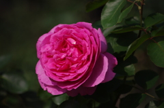 薔薇　1