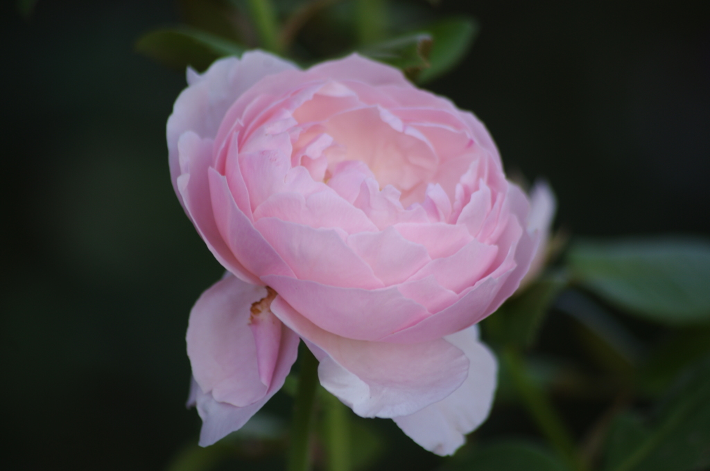 薔薇　１５　港が見える丘公園　１４月