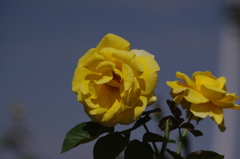 横浜の薔薇　6