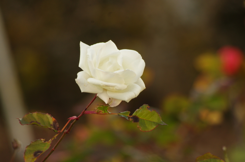 薔薇　2　１月末