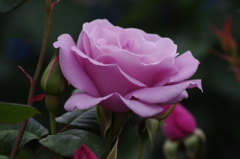 薔薇　5　山下公園　5月