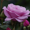 薔薇　5　山下公園　5月