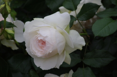 薔薇　8　港が見える丘公園　5月