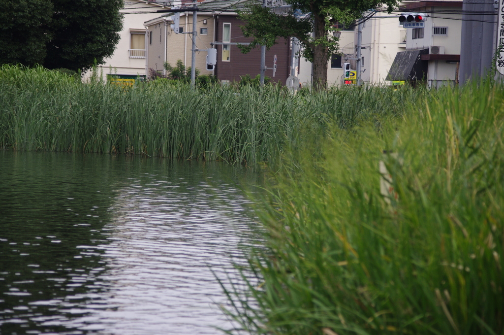 大きな水草が池の周りに生えています　石神井池　９月