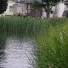 大きな水草が池の周りに生えています　石神井池　９月