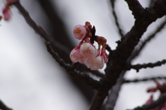 寒桜