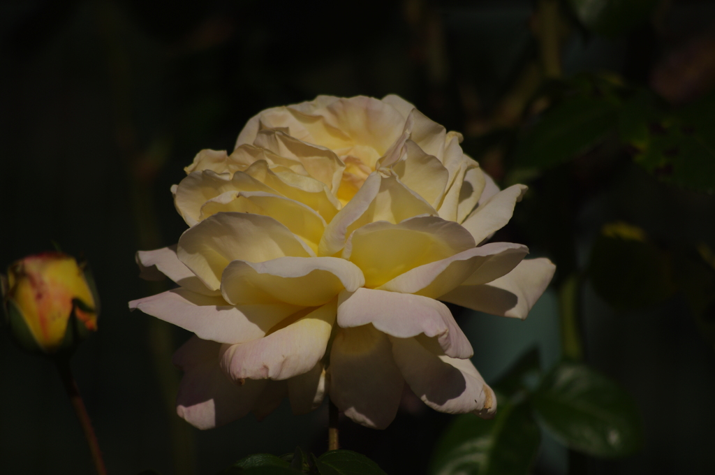 薔薇　3