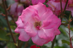 薔薇　山下公園　13