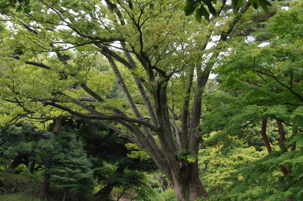 庭園の森