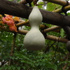 瓢箪
