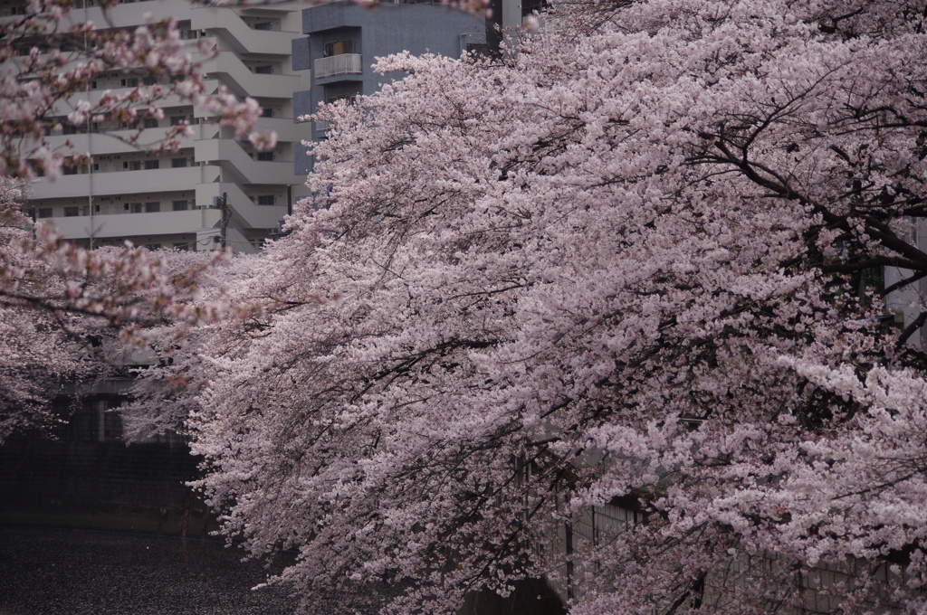 桜　神田川　9