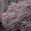 桜　神田川　9