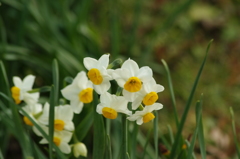 水仙　旧芝離宮庭園　１月下旬